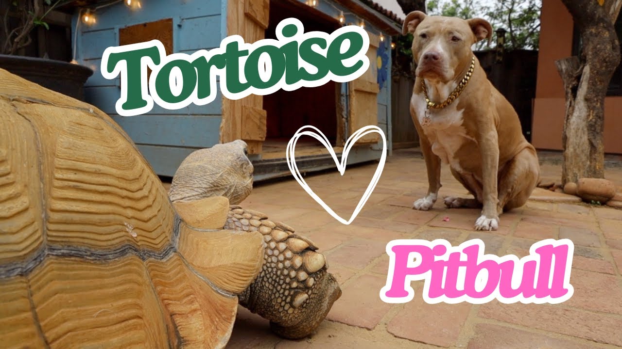 Does Tiptoe get along with my dog?