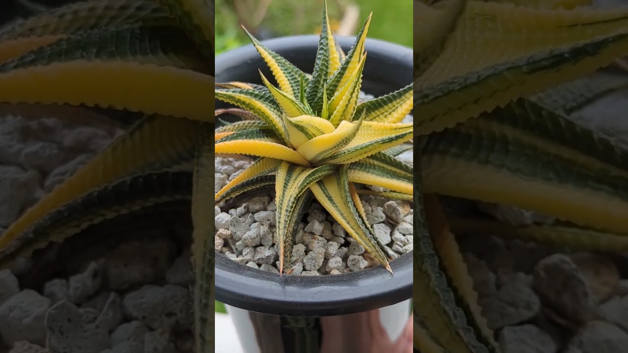 A very variegated Haworthia limifolia and her baby 🙌🏽💚💛