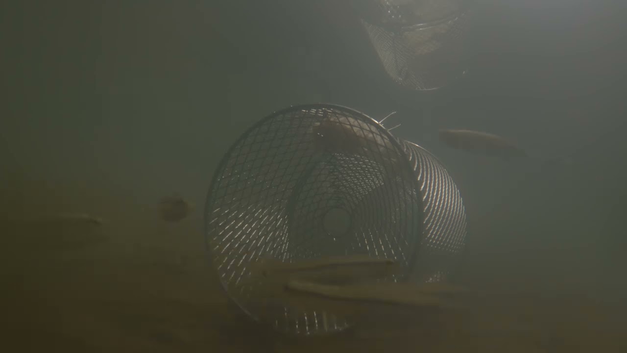 EPIC UNDERWATER GOPRO FOOTAGE MINNOW TRAP IN CREEK