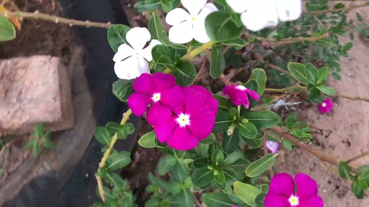 Voltando   com a floração das plantas🌺🌸🌼