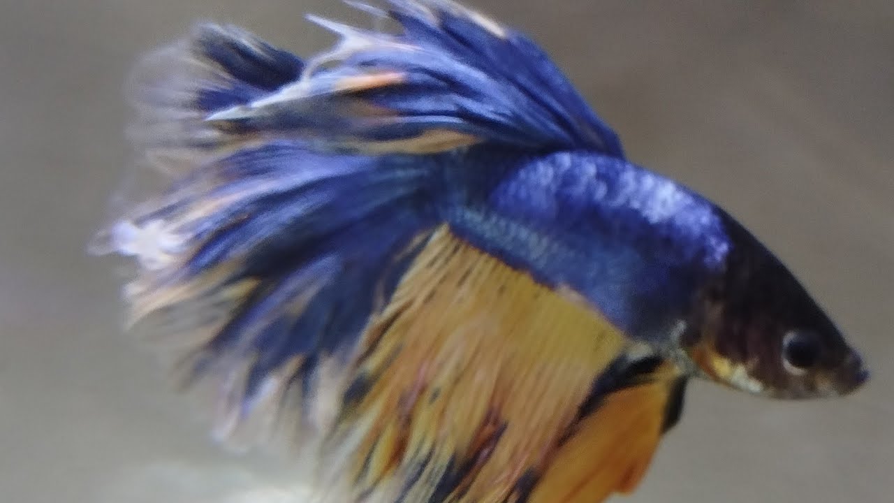 ikan cupang belang