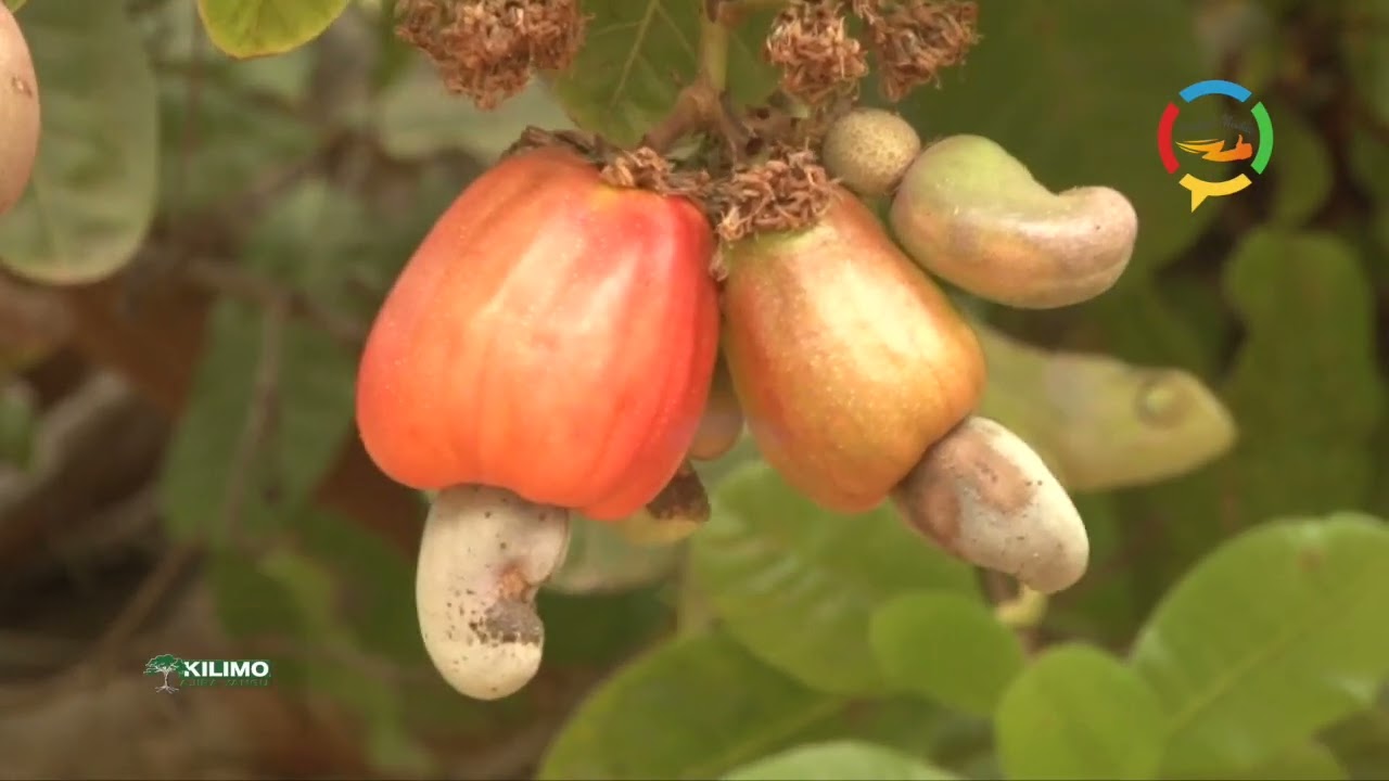 KILIMO AJIRA YANGU, KILIMO CHA ZAO LA KOROSHO 05.12.2020