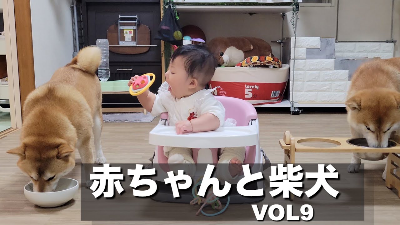 初めて椅子に座った赤ちゃんを見て嬉しさが大爆発する柴犬