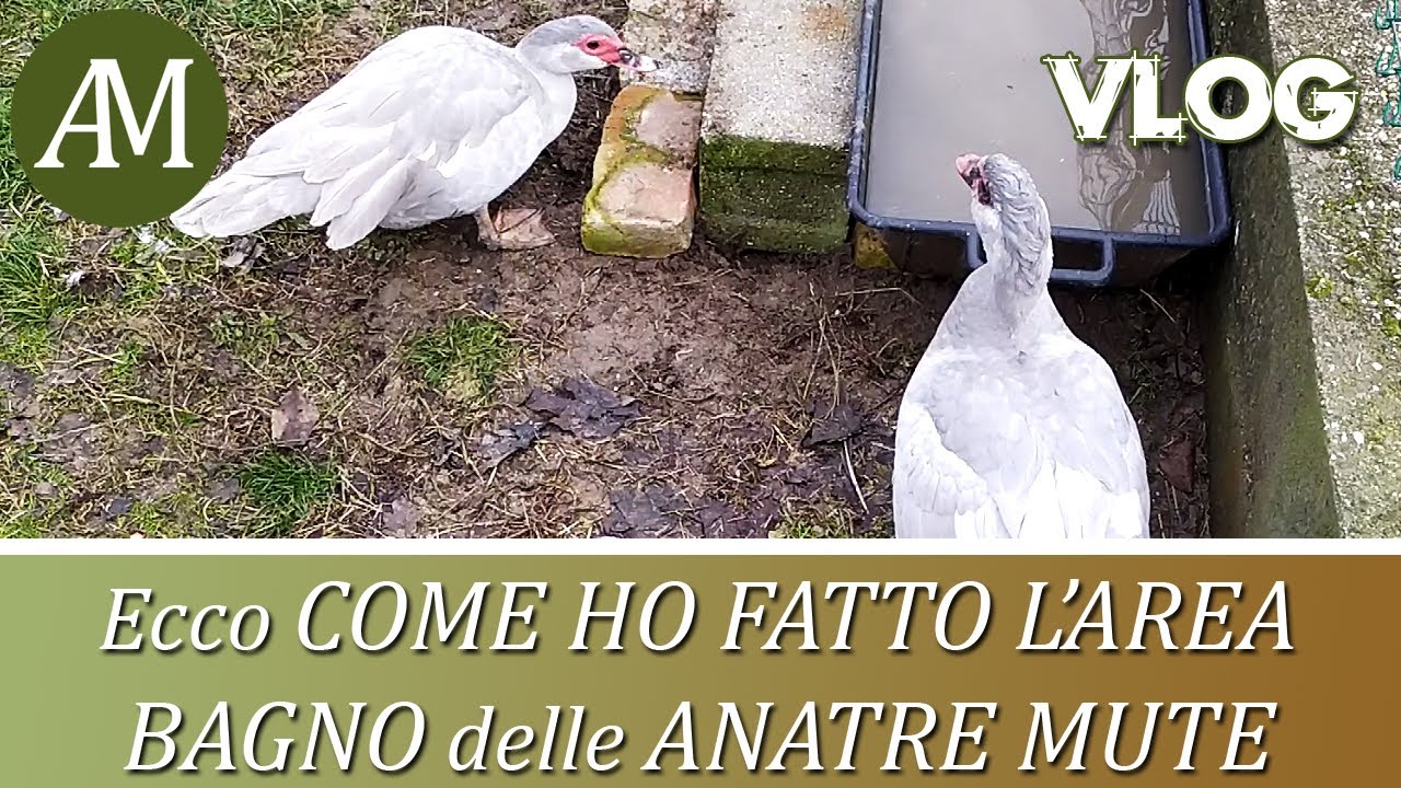 Come ho realizzato l'area bagno per le anatre mute - VLOG - Avicoltura e Pollaio