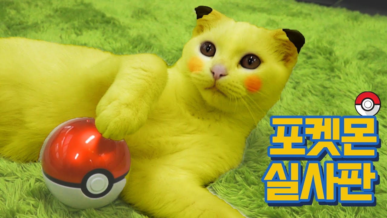 현실판 포켓몬고! 고양이를 잡아보자! | 고양이산책