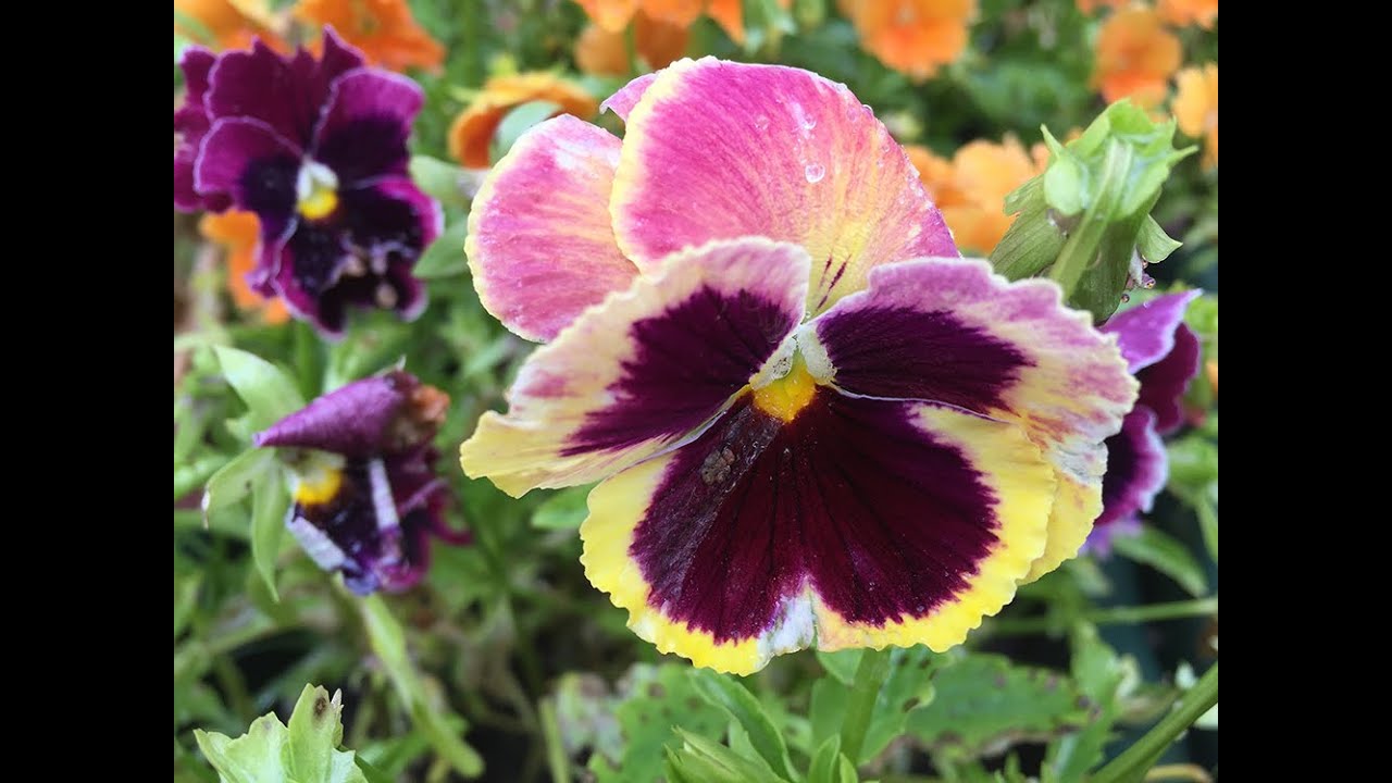 LES PENSÉES : SUPERBES FLEURS POUR LE JARDIN ET LE BALCON, DÉCOR D''HIVER ET DE PRINTEMPS