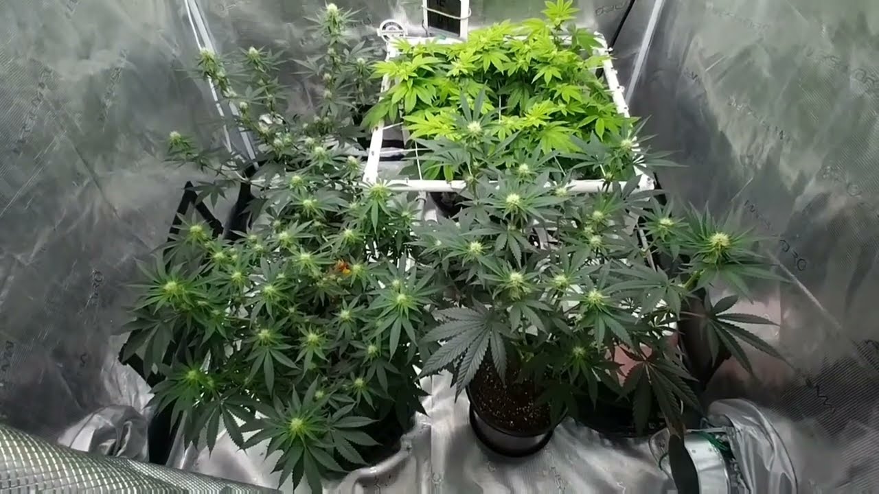 Coco & grow dots versus Super soil @realgrowers #420