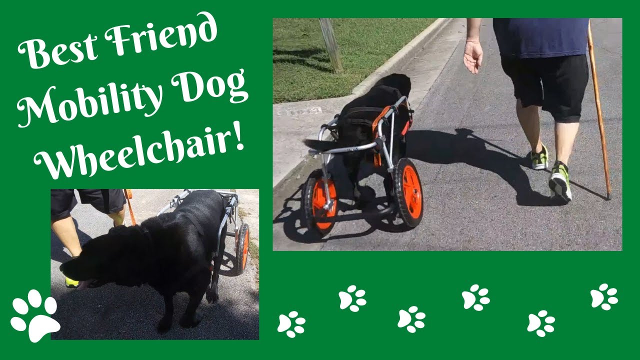 Best Friend Mobility Dog Wheelchair (Large) - September 2021