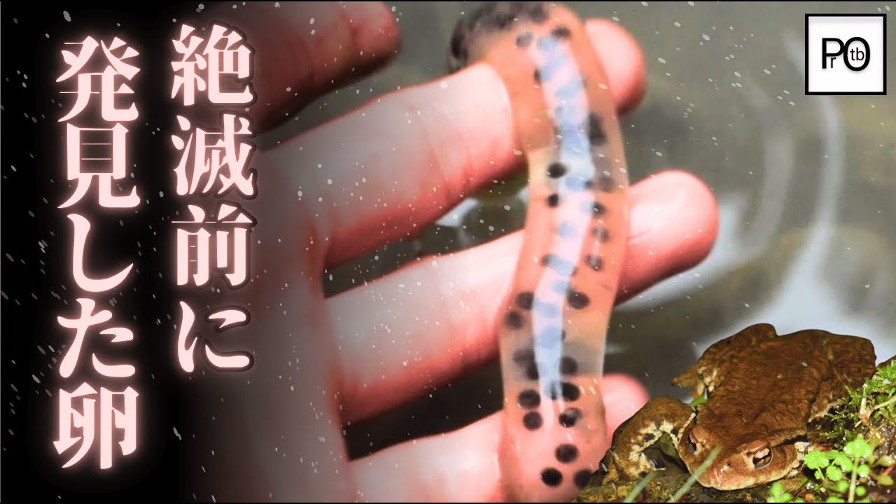 絶滅前に発見した、冬ガエルの卵。