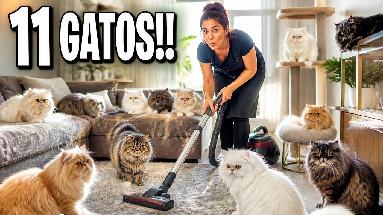 FAXINA numa casa com muitos GATOS - Gatil Hauser