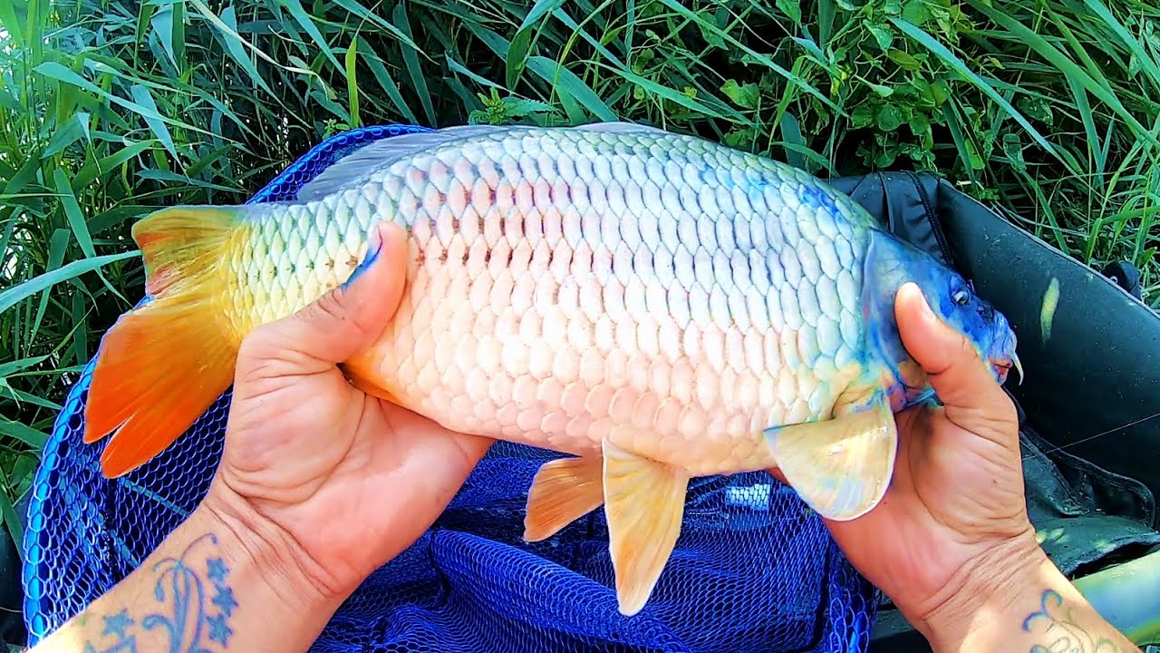 PESCUIT LA FEEDER PENTRU INCEPATORI LA CIORTANI SCOALA PESCARULUI