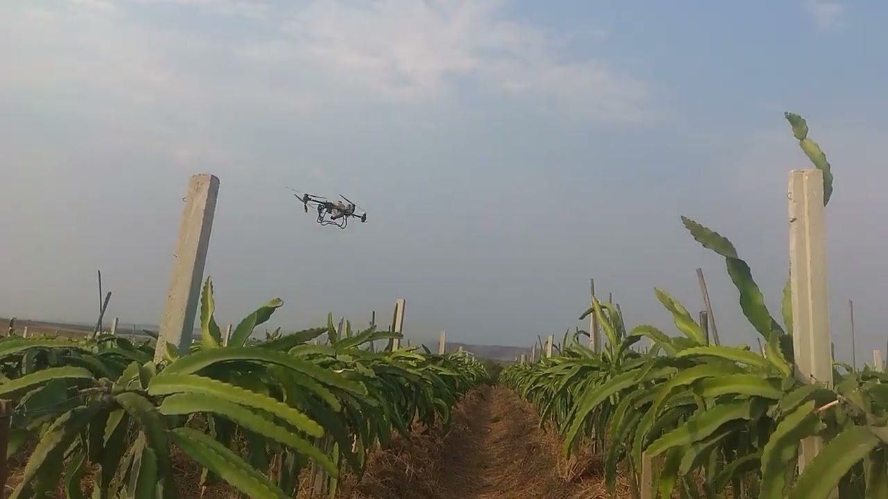 130- Pulverização com biológicos em pitaya com drone