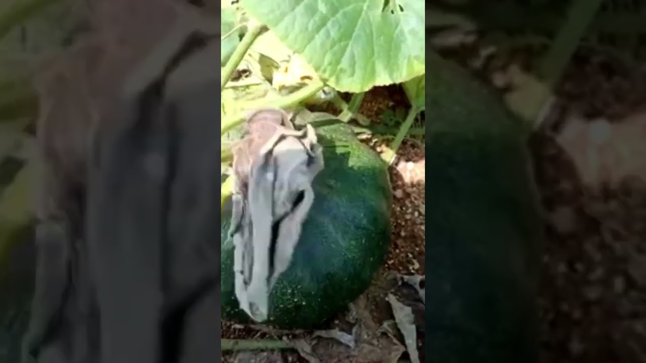 #Giant pumpkin Harvest #pumpkin harvest in my village #ytshorts #shorts #rama
