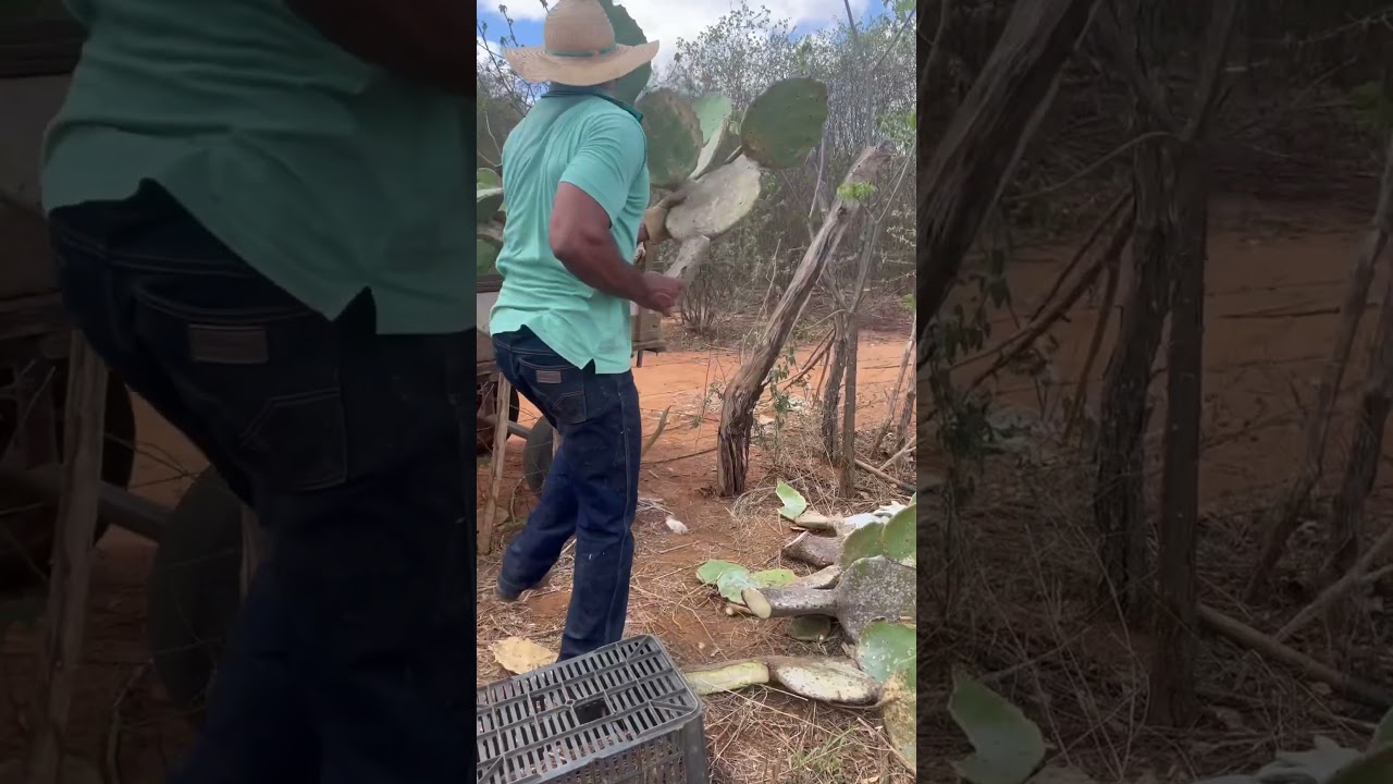 Você da palma a seu gado? 