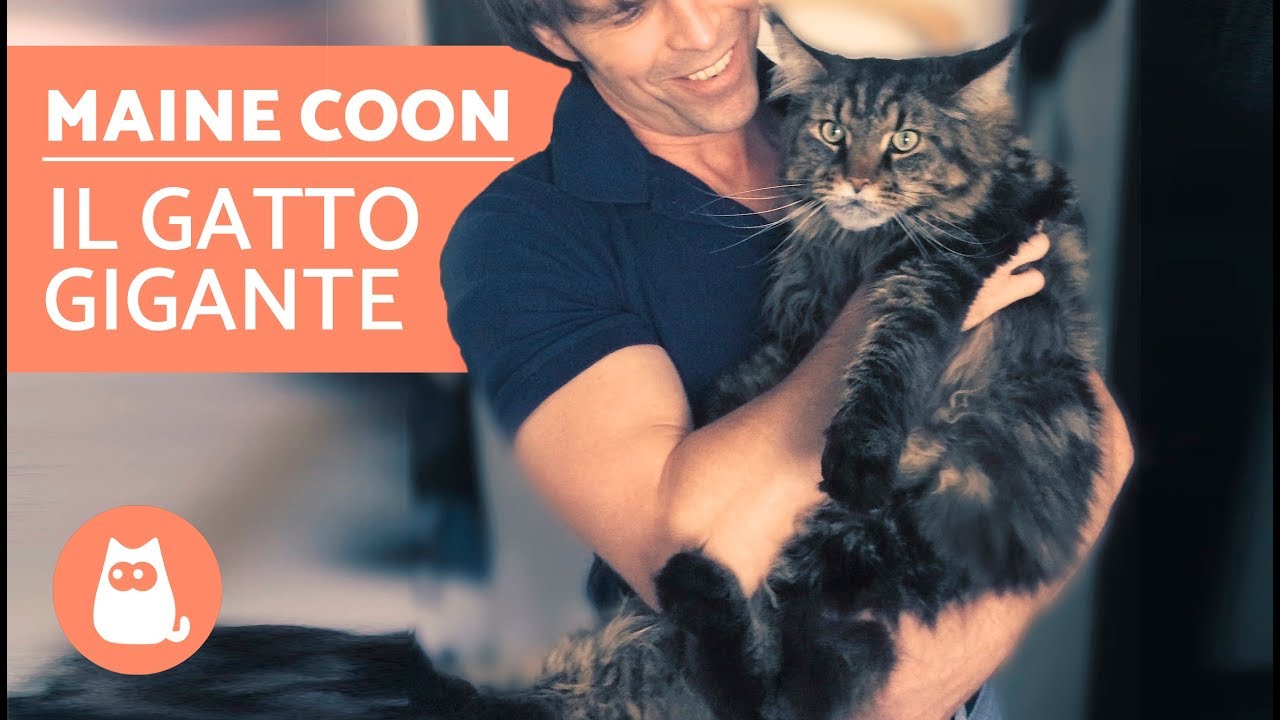 Gatto MAINE COON: video documentario – Il gatto GIGANTE