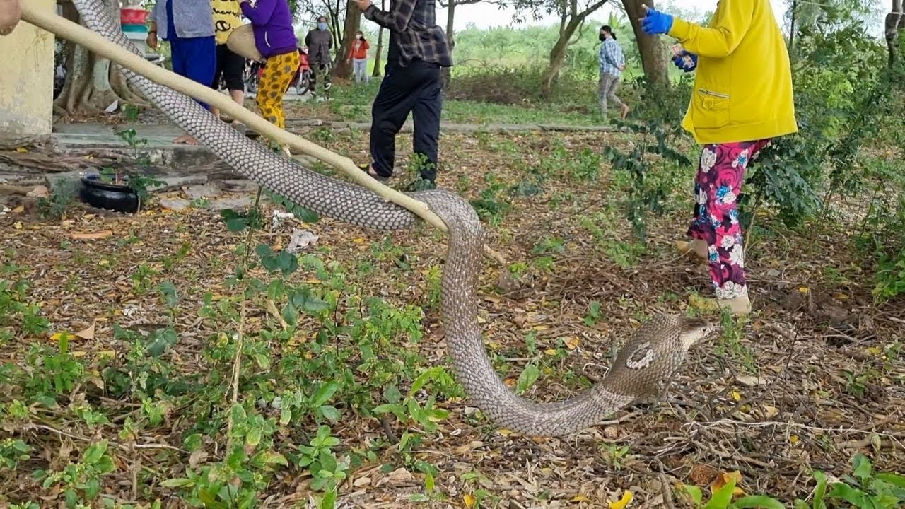 Tập 130 : Thu Phục Con Đại Mãng Xà Nằm Góc Bồ Đề Canh Giữ Ngôi Đền Linh Thiên..| Mười Thương Săn Bắt