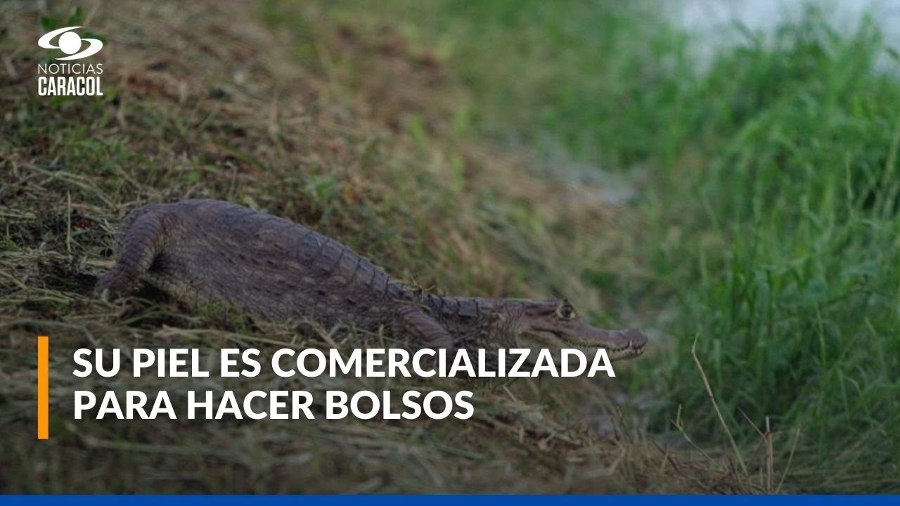 Rescatan a babillas recién nacidas que estaban listas para ser sacrificadas