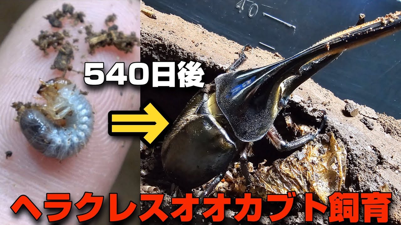 【飼育完全版】ヘラクレスオオカブトの孵化から羽化までまとめた結果