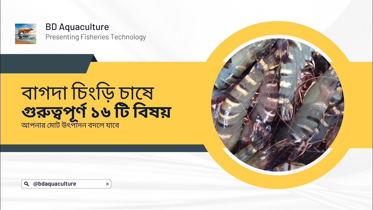 বাগদা-চিংড়ি চাষ ব্যবস্থাপনা । Shrimp Farming Management । Biosecurity in Shrimp Farming