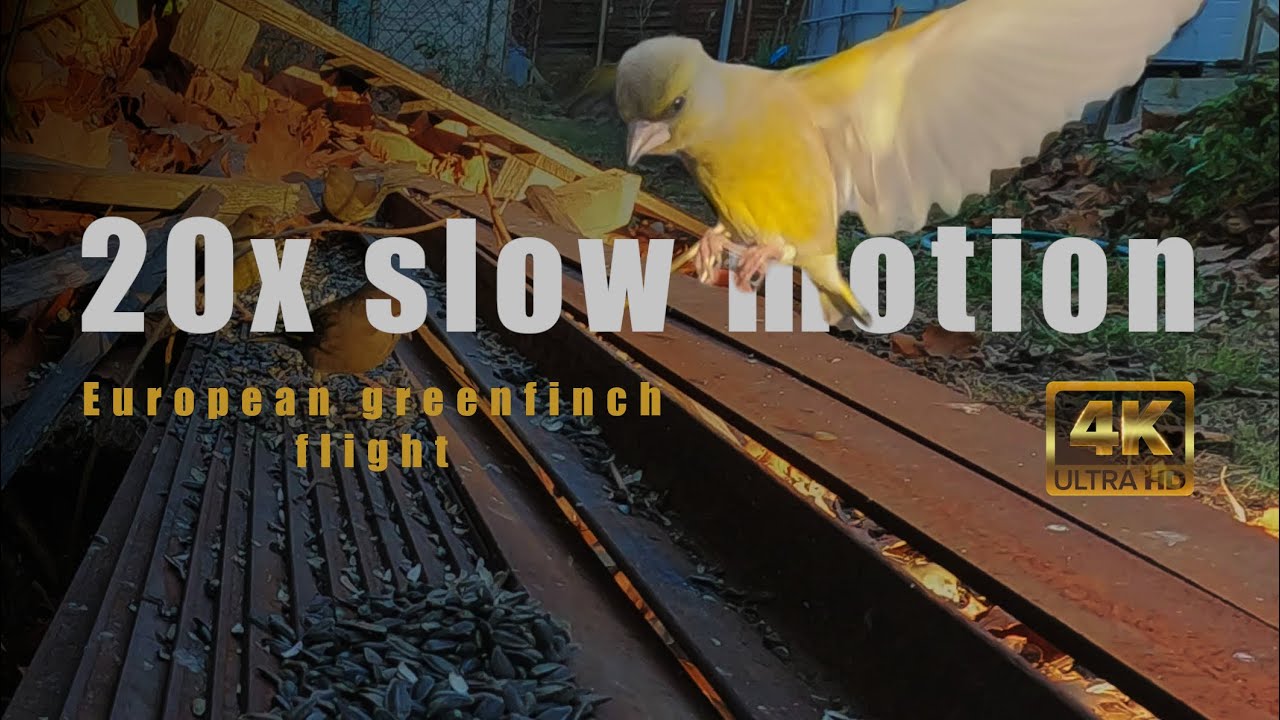 20x slow motion bird flight | European greenfinch | 4K UHD | Relaxing music