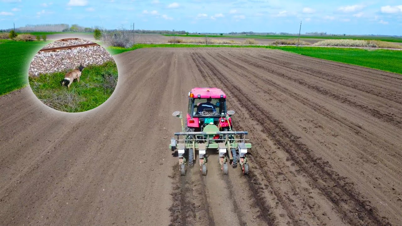 Посев кукурузы с Mahindra 2025 в Банатско Велико Село, Сербия