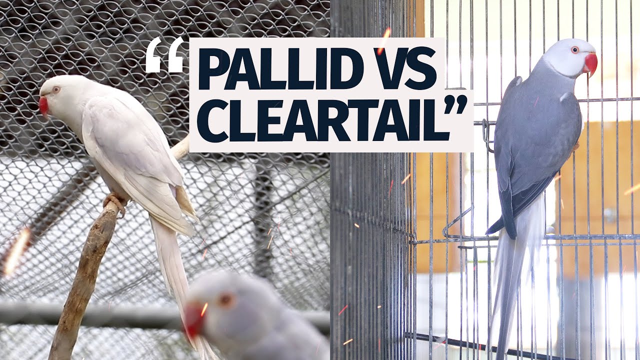DIFERENÇA ENTRE RING NECK PALLID E CLEARTAIL