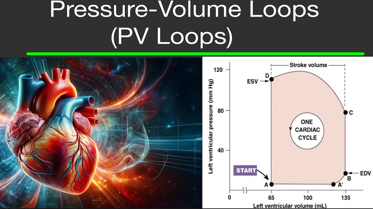 Physiology:  Pressure-Volume Loops/Graphs (PV Loops) (Cardiac Physiology)