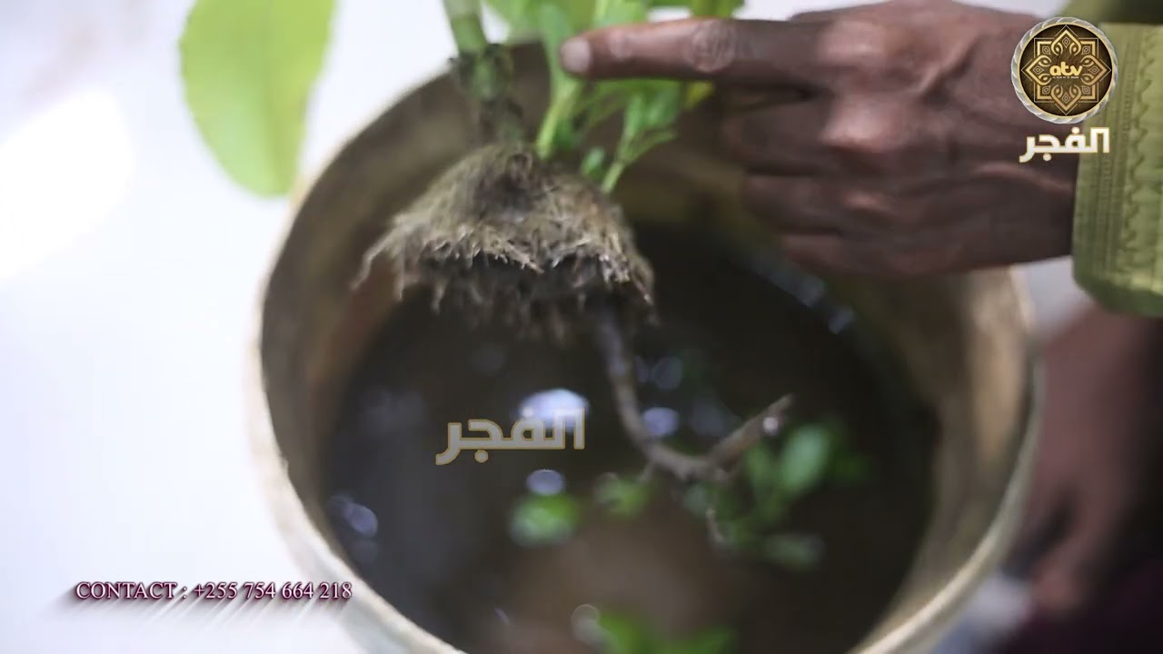 UKITUMIA MTI HUU MCHAWI HAWEZI KUKUFIKIA | SHEIKH YUSSUF BIN ALLY | EPSOD 02 #UCHAWI #sihri