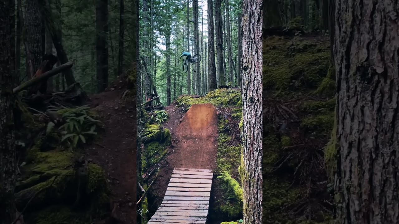 Steeze🌲 