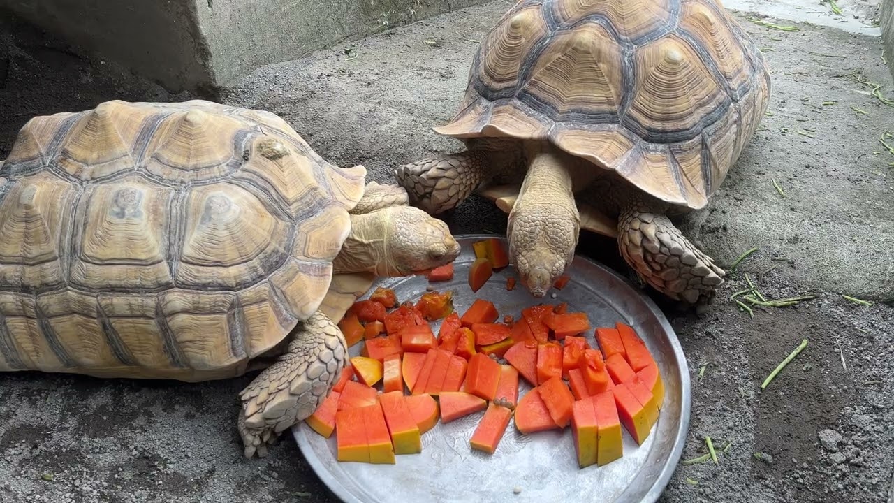 Sulcata makan buah pepaya rakus