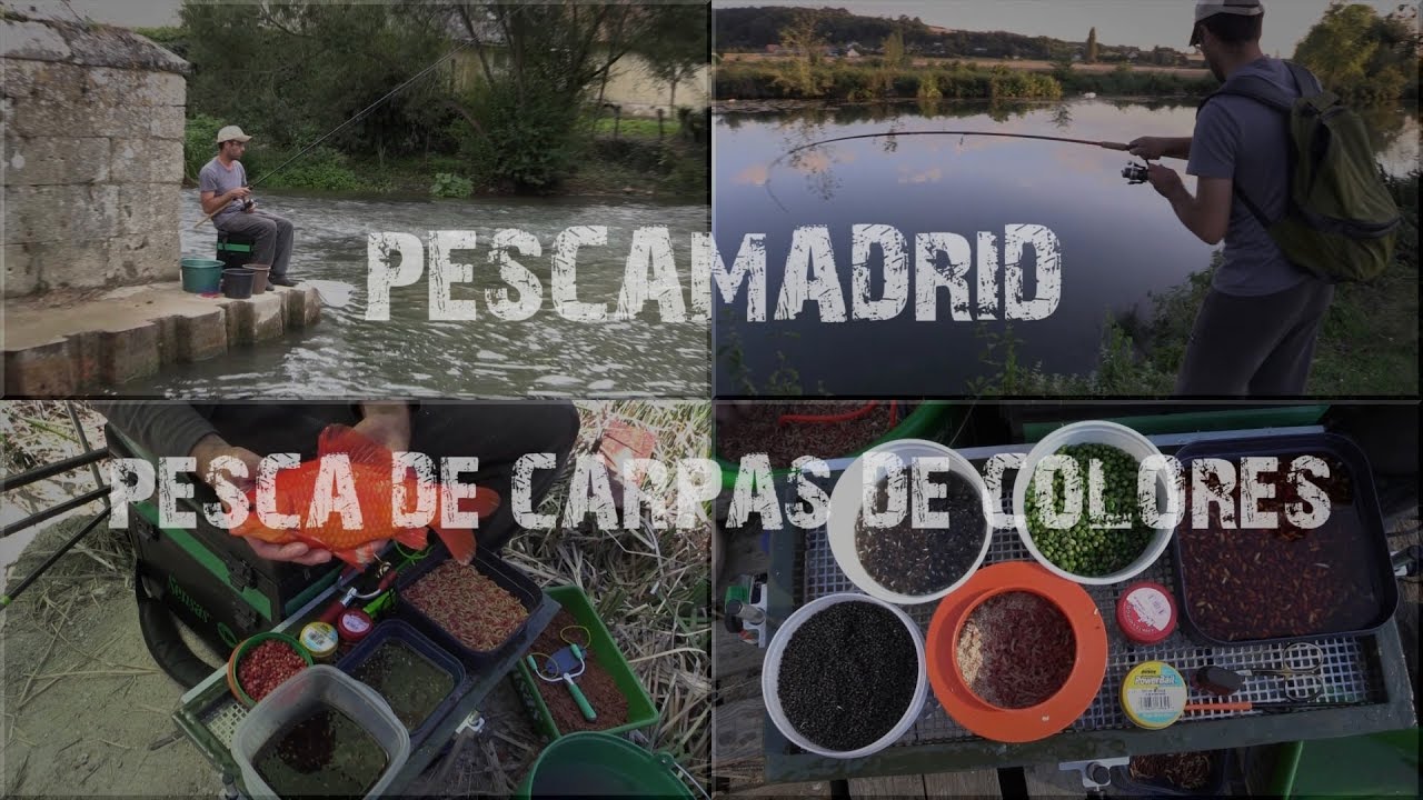 PESCA DE CARPAS DE COLORES