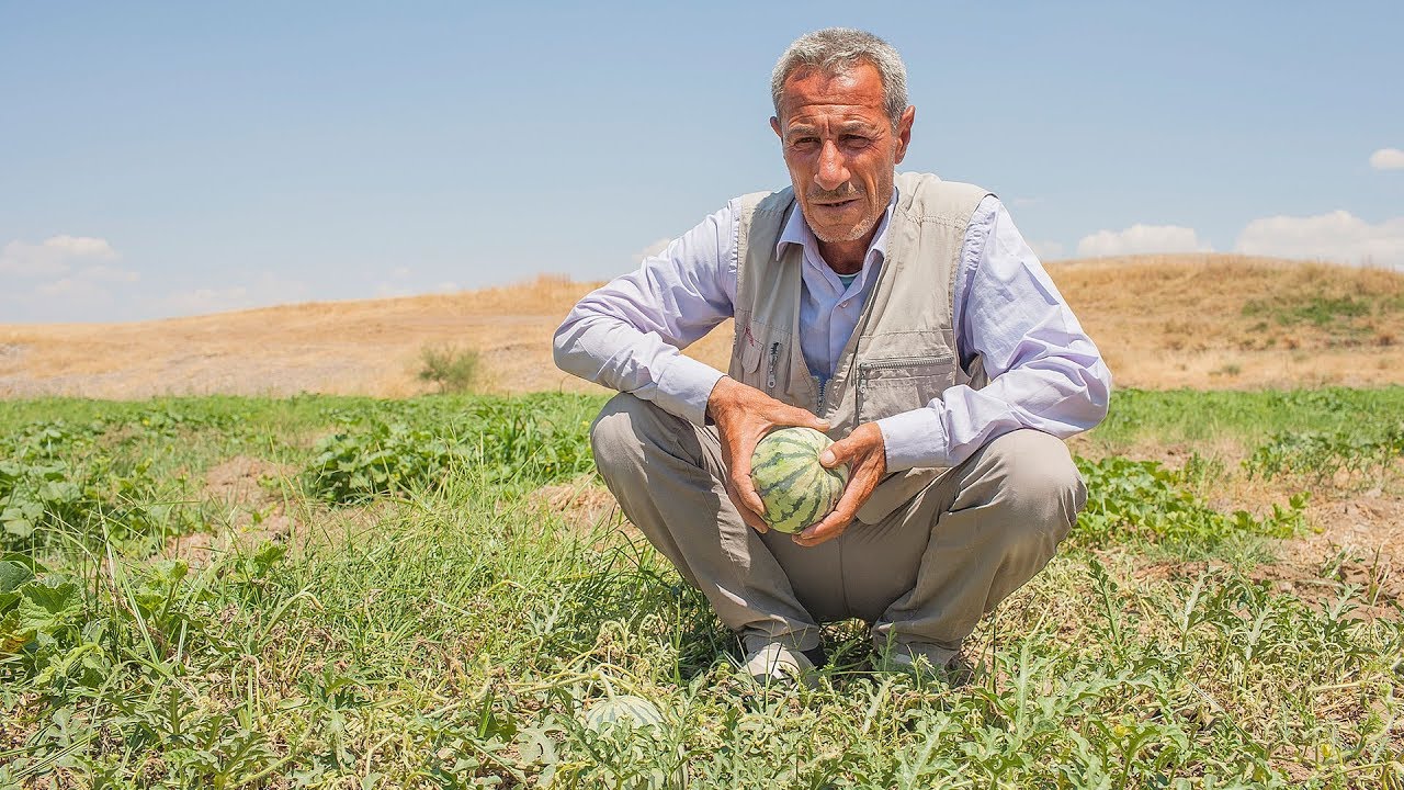 Karpuzda mantar hastalığı olunca kavun üretimine geçti