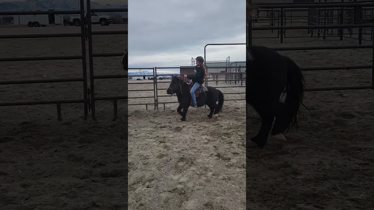gunner trotting more #horse #farmlife #pony #equestrian