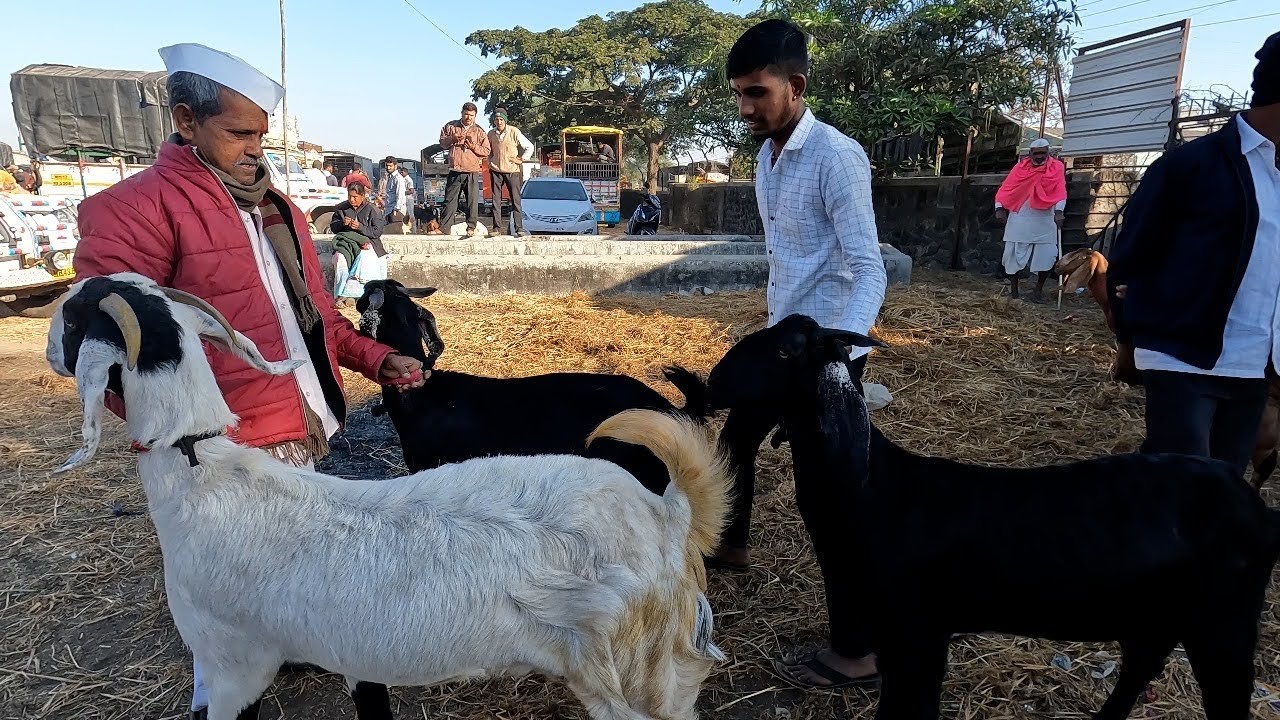 महाराष्ट्रातील सर्वात मोठा शेळ्या मेंढ्या चा बाजार | 04/01/2025 (शनिवार)चाकण बकरी बाजार अपडेट |