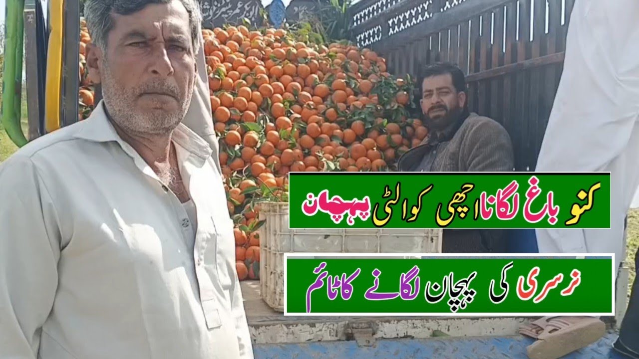 Orange farming | Orange nurserry | Orange garden farming | Orange plant