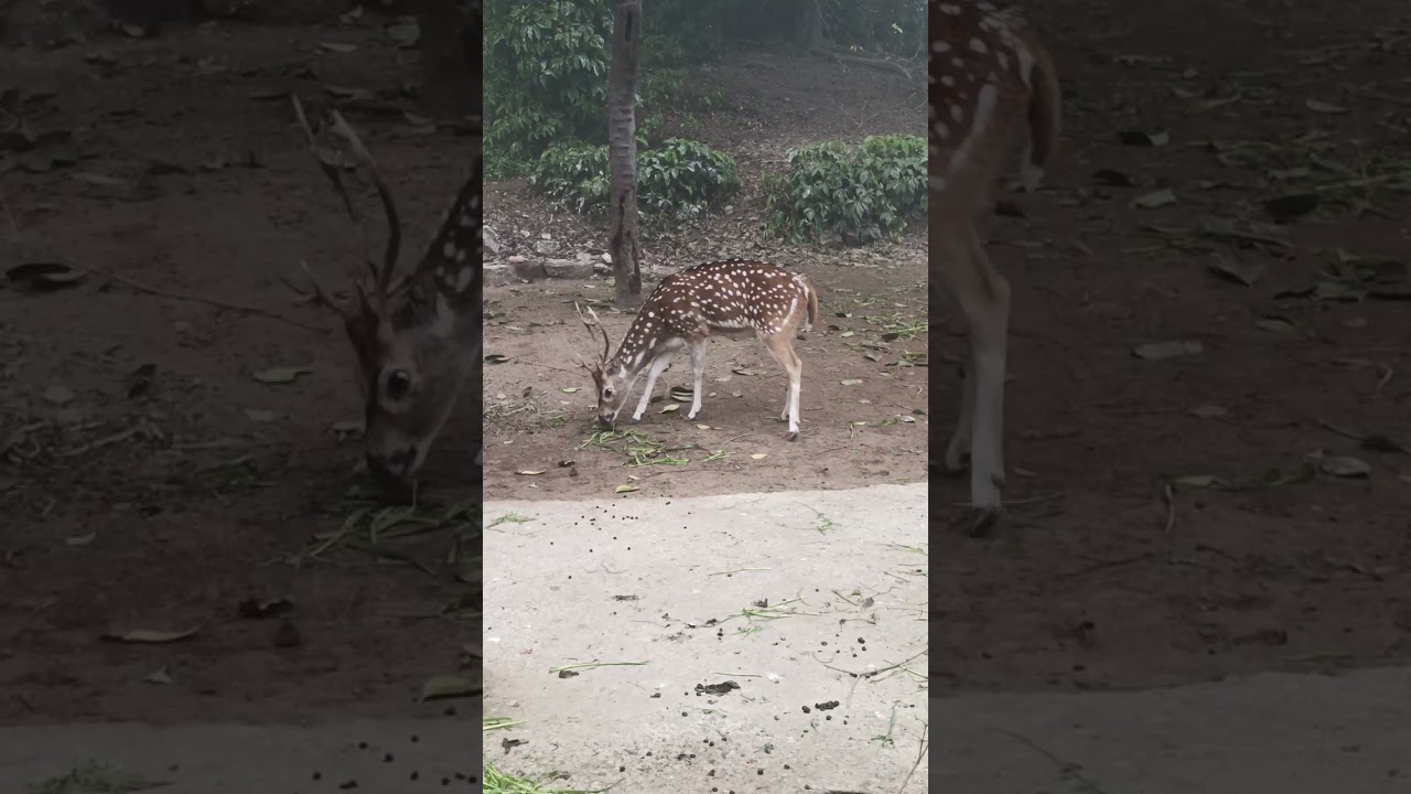 Beautiful 🦌🦌🦌🦌🦌🦌🦌🦌 baby 