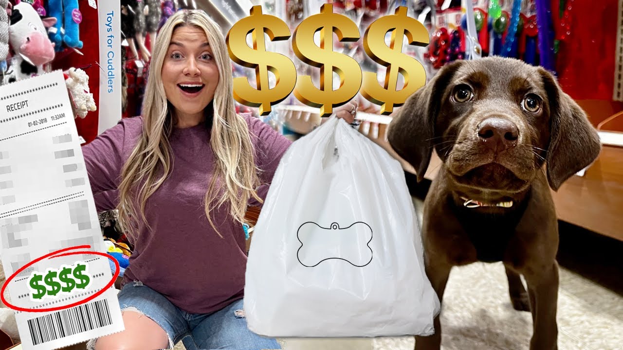 Покупаю своему трёхмесячному щенку всё, к чему она прикасается! | ЩЕНОК ЛАБОРАТОРИИ ШОКОЛАДНОГО П...