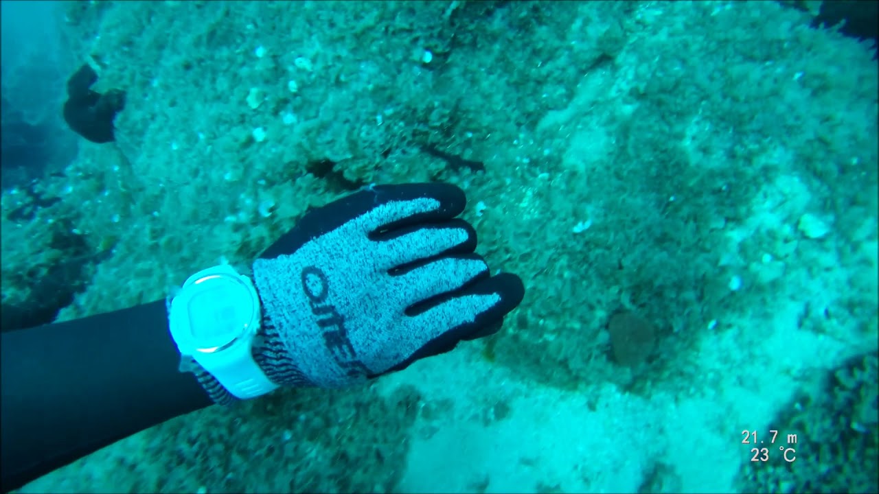 goldblotch grouper 1 6 2018