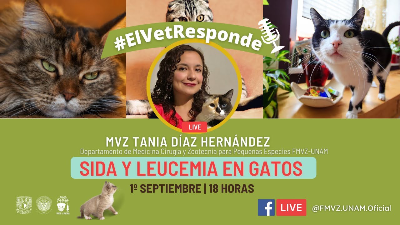 Capítulo 29 #ElVetResponde - SIDA y Leucemia en gatos