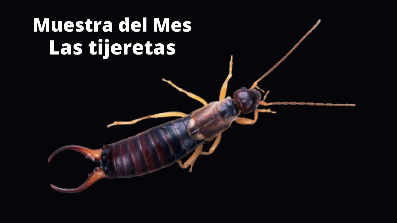 Las tijeretas - Muestra del Mes (julio)