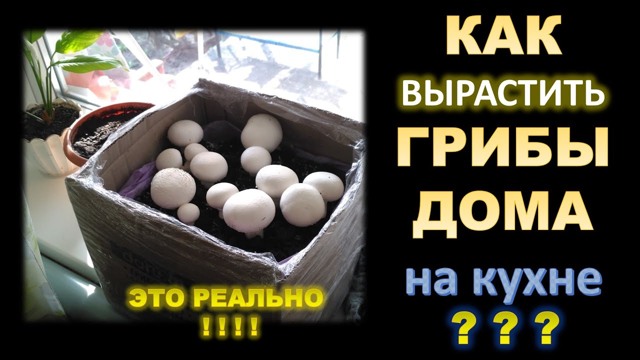 🌿Выращивание шампиньонов в домашних условиях #DENLife