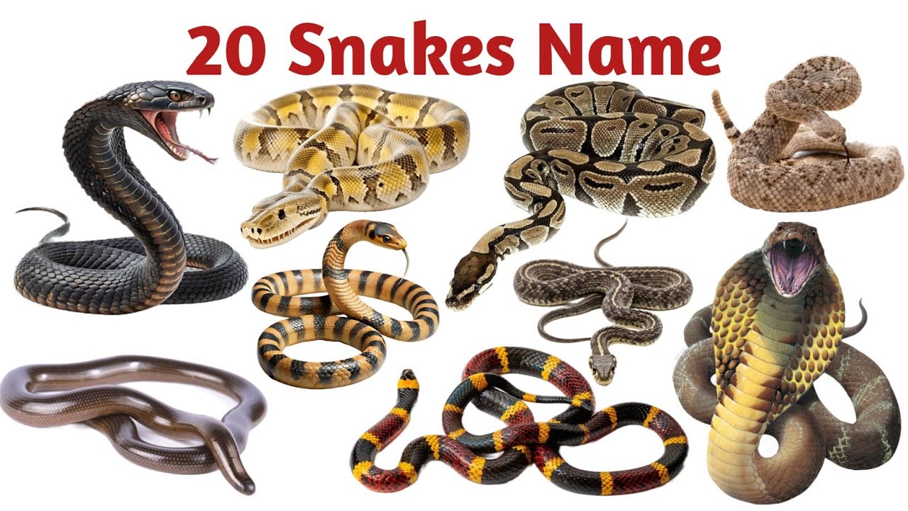 साँपों के नाम | 20 Snake Names for Kids 🐍 | Learn Wild Animals in English | Kids Learning Video
