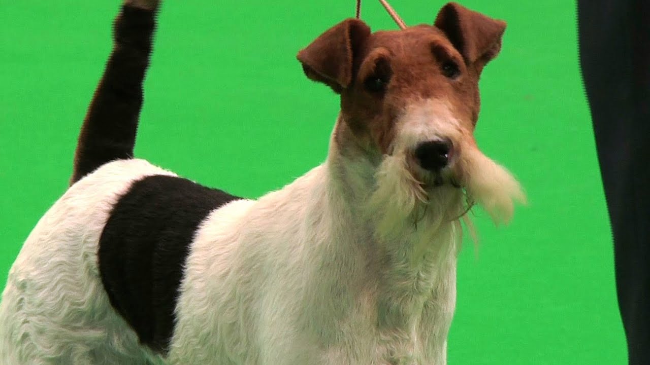 Around the Dog World - City of Birmingham 2014 (Episode 35)