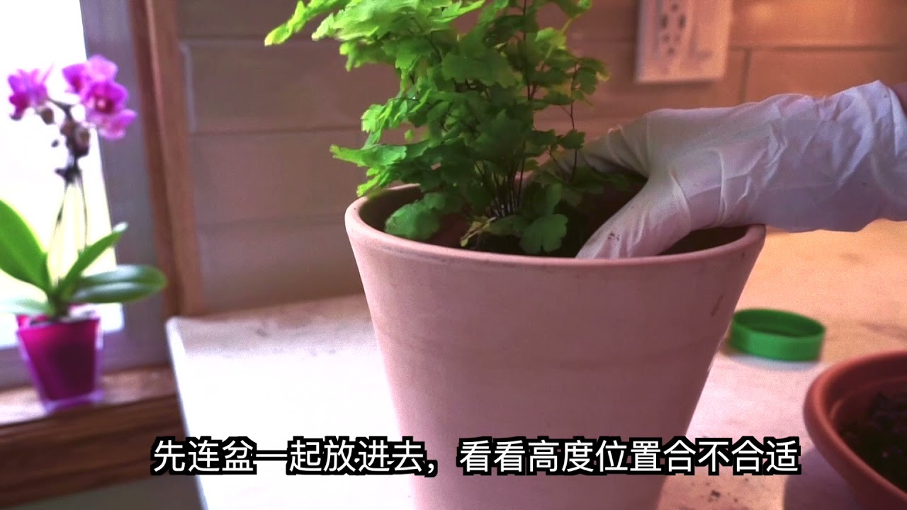 铁线蕨搬家 Maidenhair Fern