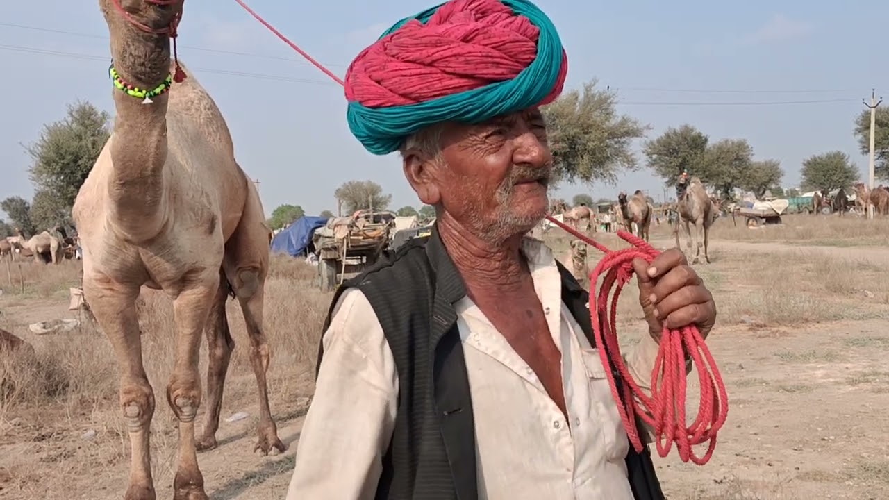 नागौर पशु मेले का सबस महंगा ऊंट 1 लाख रेट का बिकानरी नस्ल का 