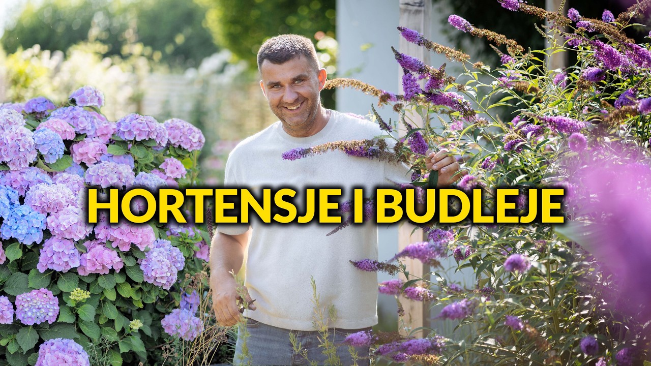 Hortensje i budleje latem 🌸 Jak rosną, gdzie im najlepiej i co z przekwitłymi kwiatami