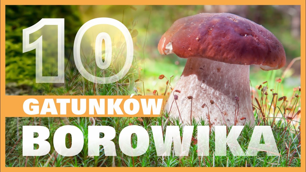 10 Gatunków Borowików - Ciekawe, Piękne, Pyszne i... Trujące Borowiki