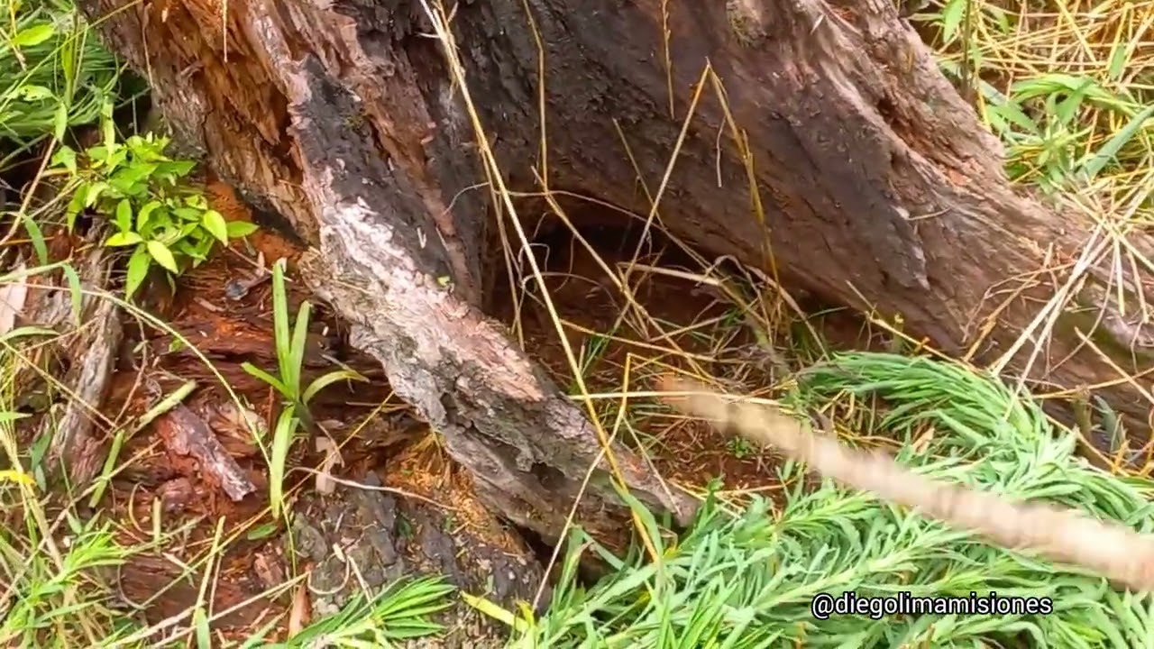 trabajando en la CHACRA casi me MUERDE una SERPIENTE venenosa
