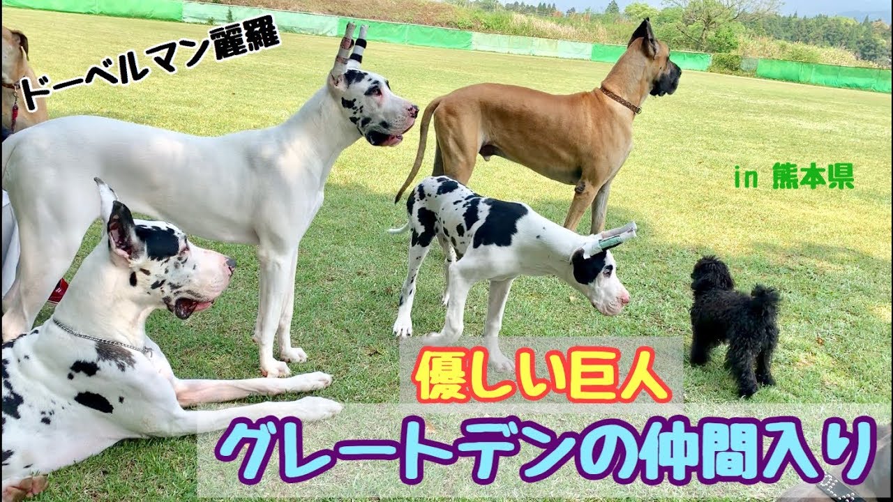 優しい巨人☆グレートデンの仲間入り！withドーベルマン【doberman】