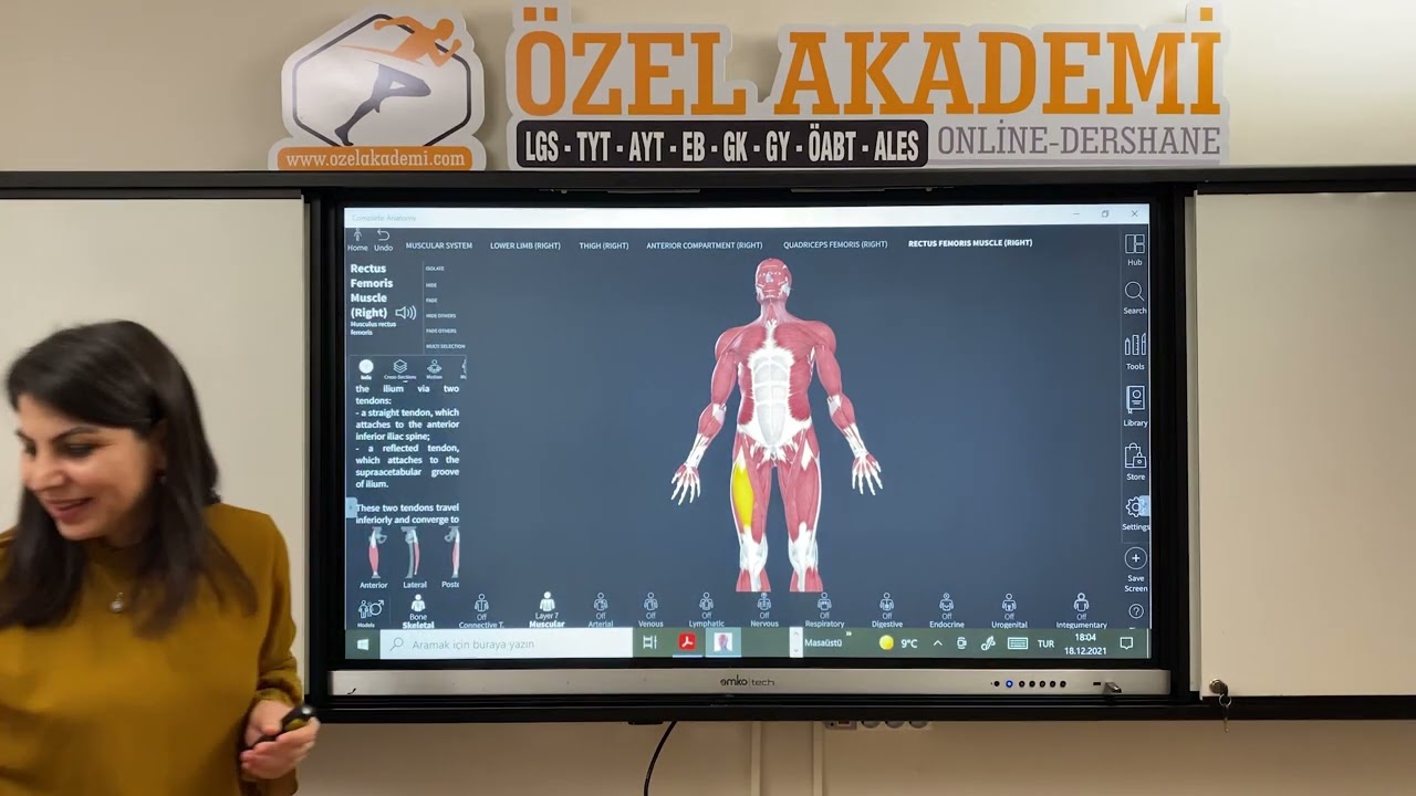 Kaslar Boyun Kasları, Gövde Kasları Giriş